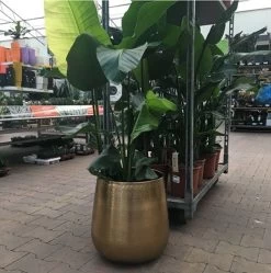 Merkloos Bloempot Karakter Goud - L -Gardena Winkel 1191x1200 9