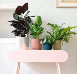 Elho Vibes Fold Rond 25 - Bloempot Voor Binnen - Ø 25.0 X H 23.0 Cm - Delicaat Roze 14 Elho Vibes Fold Rond 25 - Bloempot Voor Binnen - Ø 25.0 X H 23.0 Cm - Delicaat Roze -Gardena Winkel 1200x1149 4