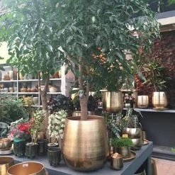 Gina Da Bloempot Karakter Goud - XL -Gardena Winkel 1200x1200 1178