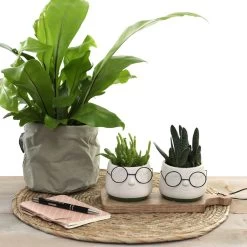 2x Bloempot Met Gezicht - Ø8 X H6,5 Cm - Bloempotten Voor Binnen Met Bril/Face/Hoofd 10 2x Bloempot Met Gezicht - Ø8 X H6,5 Cm - Bloempotten Voor Binnen Met Bril/Face/Hoofd -Gardena Winkel 1200x1200 1183