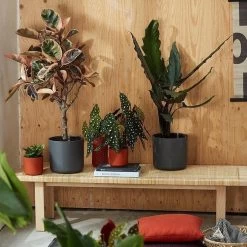 Elho B.for Soft Rond 30 - Bloempot Voor Binnen - Ø 29.5 X H 27.6 Cm - Antraciet -Gardena Winkel 1200x1200 1187