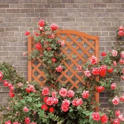 Relaxdays Plantenbak Met Klimrek - Bloembak Trellis - Rankhulp Hout - Voor Klimplanten 11 Relaxdays Plantenbak Met Klimrek - Bloembak Trellis - Rankhulp Hout - Voor Klimplanten -Gardena Winkel 1200x1200 1198