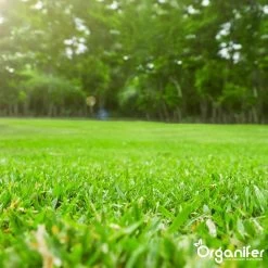 Koemestkorrels 3in1 (20Kg Voor 200m2) Allround Organische Meststof - Direct Opneembare Voeding - Langdurige Werking > 120 Dagen - Geurloos - Verbeterd Bodem - Lavameel Toevoeging - Versterkt Gras En Planten - Organifer -Gardena Winkel 1200x1200 1219