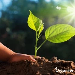 Koemestkorrels 3in1 (20Kg Voor 200m2) Allround Organische Meststof - Direct Opneembare Voeding - Langdurige Werking > 120 Dagen - Geurloos - Verbeterd Bodem - Lavameel Toevoeging - Versterkt Gras En Planten - Organifer -Gardena Winkel 1200x1200 1223