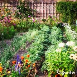 Koemestkorrels 3in1 (20Kg Voor 200m2) Allround Organische Meststof - Direct Opneembare Voeding - Langdurige Werking > 120 Dagen - Geurloos - Verbeterd Bodem - Lavameel Toevoeging - Versterkt Gras En Planten - Organifer -Gardena Winkel 1200x1200 1225