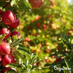 Koemestkorrels 3in1 (20Kg Voor 200m2) Allround Organische Meststof - Direct Opneembare Voeding - Langdurige Werking > 120 Dagen - Geurloos - Verbeterd Bodem - Lavameel Toevoeging - Versterkt Gras En Planten - Organifer -Gardena Winkel 1200x1200 1226