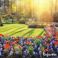 Koemestkorrels 3in1 (20Kg Voor 200m2) Allround Organische Meststof - Direct Opneembare Voeding - Langdurige Werking > 120 Dagen - Geurloos - Verbeterd Bodem - Lavameel Toevoeging - Versterkt Gras En Planten - Organifer -Gardena Winkel 1200x1200 1227