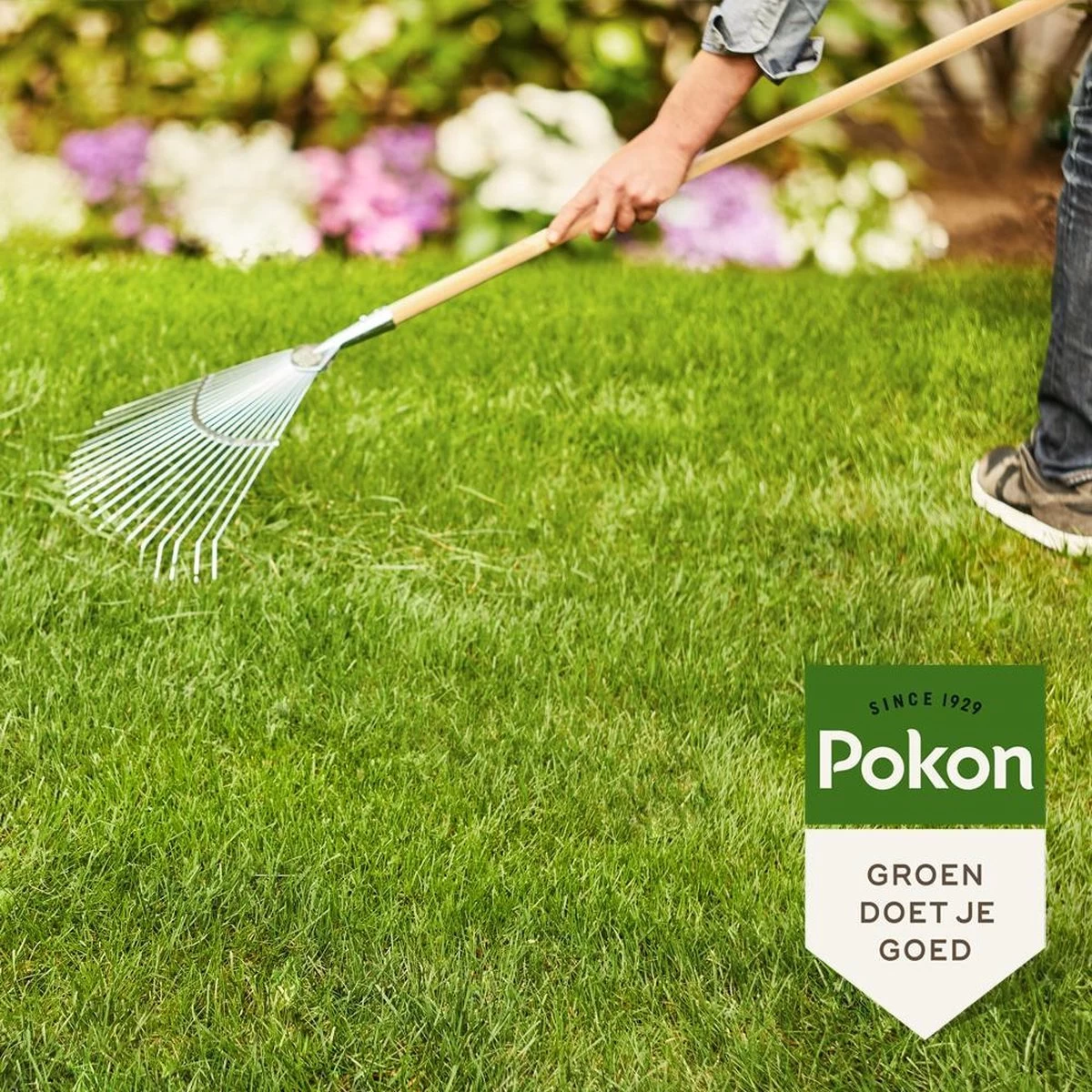 Pokon Gazonmest Met Kalk - 5kg - Mest - Geschikt Voor 75m² - 120 Dagen Voeding 4 Pokon Gazonmest Met Kalk - 5kg - Mest - Geschikt Voor 75m² - 120 Dagen Voeding - Afbeelding 4