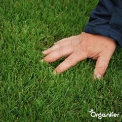 IJzersulfaat Meststof – Mos Verwijderaar – 5kg -Voor 250m2 (organifer) -Gardena Winkel 1200x1200 1231