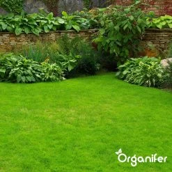 IJzersulfaat Meststof – Mos Verwijderaar – 5kg -Voor 250m2 (organifer) -Gardena Winkel 1200x1200 1232