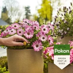 Pokon Voedingskegels Voor Terras- & Balkonplanten - 40 Stuks - 180 Dagen Voeding - Plantenvoeding -Gardena Winkel 1200x1200 1256