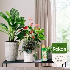 Pokon Kamerplanten Voeding - 500ml - Plantenvoeding - 20ml Per 1L Water -Gardena Winkel 1200x1200 1258