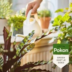 Pokon Bio Kamerplanten Voeding - 500ml - Plantenvoeding (bio) - 7ml Per 1L Water -Gardena Winkel 1200x1200 1262