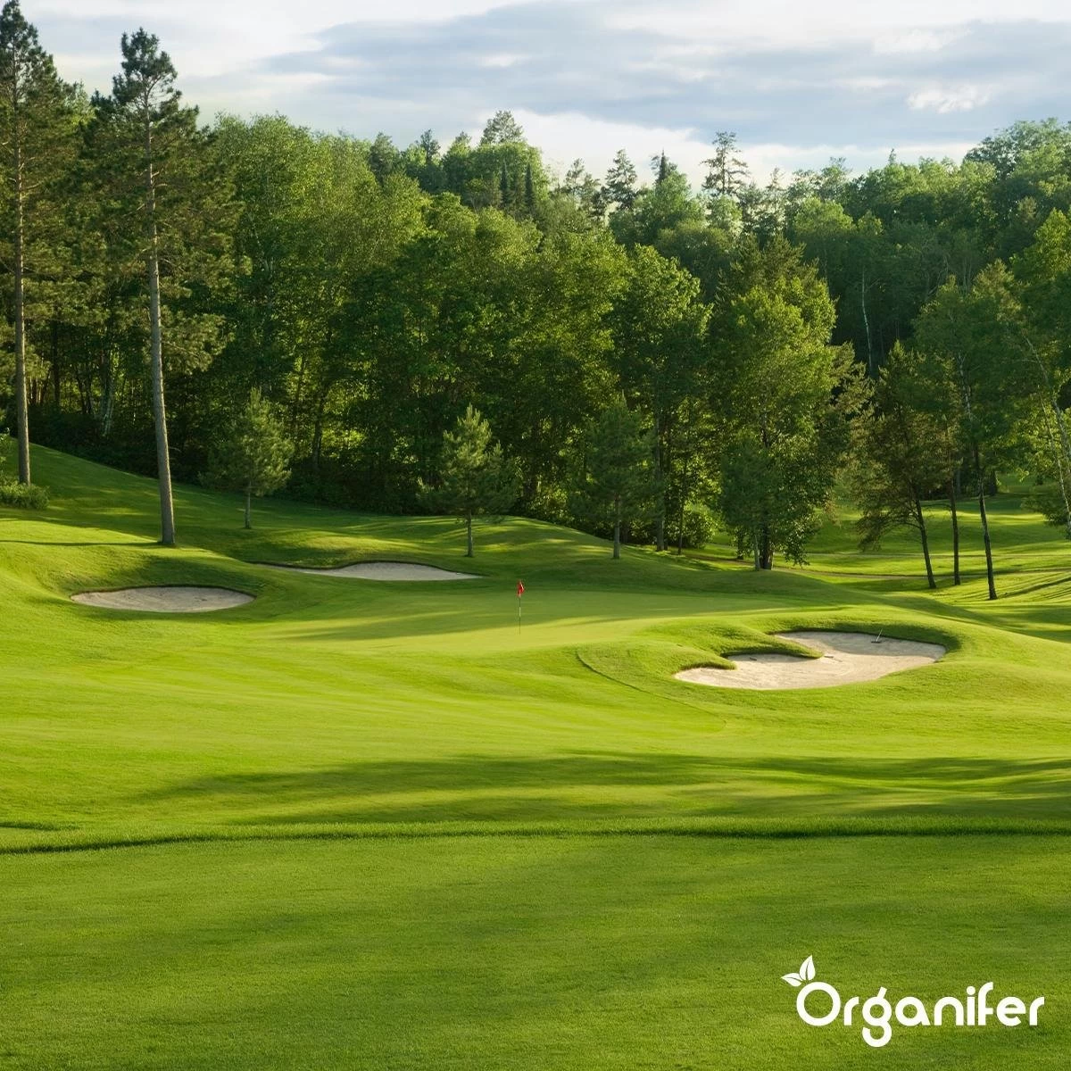 Gazonmest All-In-One (20Kg - Voor 400m2) Voor Een Diepgroen Sterk Gazon Zonder Mos En Onkruid - Complete Meststof Met Kalk En Grasversterker - Organifer 12 Gazonmest All-In-One (20Kg - Voor 400m2) Voor Een Diepgroen Sterk Gazon Zonder Mos En Onkruid - Complete Meststof Met Kalk En Grasversterker - Organifer - Afbeelding 12