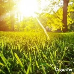 Gazonmest All-In-One (20Kg - Voor 400m2) Voor Een Diepgroen Sterk Gazon Zonder Mos En Onkruid - Complete Meststof Met Kalk En Grasversterker - Organifer 28 Gazonmest All-In-One (20Kg - Voor 400m2) Voor Een Diepgroen Sterk Gazon Zonder Mos En Onkruid - Complete Meststof Met Kalk En Grasversterker - Organifer -Gardena Winkel 1200x1200 1279