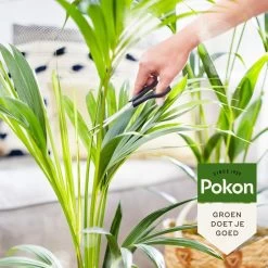 Pokon Bio Palm Voeding - 250ml - Plantenvoeding (bio) - 7ml Per 1L Water 12 Pokon Bio Palm Voeding - 250ml - Plantenvoeding (bio) - 7ml Per 1L Water -Gardena Winkel 1200x1200 1299