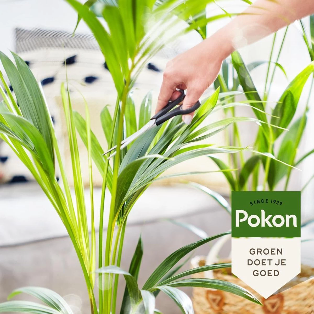 Pokon Bio Palm Voeding - 250ml - Plantenvoeding (bio) - 7ml Per 1L Water 6 Pokon Bio Palm Voeding - 250ml - Plantenvoeding (bio) - 7ml Per 1L Water - Afbeelding 6
