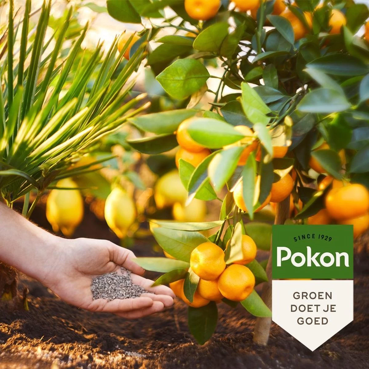 Pokon Mediterrane Planten Mest - 1kg - Meststof - 3-in-1 Werking 4 Pokon Mediterrane Planten Mest - 1kg - Meststof - 3-in-1 Werking - Afbeelding 4