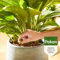 Pokon Kamerplanten Voedingskegels - 10st - Plantenvoeding - 6 Maanden Voeding -Gardena Winkel 1200x1200 1329