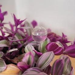 Merkloos JADI - Druppelsysteem - Waterdruppelaar Voor Uw Planten - Set Van 6 Stuks - 3 Grote & 3 Kleine - Transparante Waterbollen -Gardena Winkel 1200x1200 888