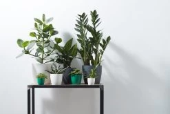 Elho B.for Soft Rond 30 - Bloempot Voor Binnen - Ø 29.5 X H 27.6 Cm - Antraciet -Gardena Winkel 1200x800 334