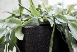 Capi Europe - Bloempot Vierkant Smooth NL - 30x30x30 - Zwart - Voor Binnen En Buiten - KBL902 -Gardena Winkel 1200x813 3