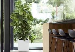 Elho Vivo Matt Finish Vierkant Wielen 40 - Grote Plantenbak Voor Binnen & Buiten - Gemaakt Van Gereycled Plastic - L 39 X W 39 X H 41 Cm - Wit 10 Elho Vivo Matt Finish Vierkant Wielen 40 - Grote Plantenbak Voor Binnen & Buiten - Gemaakt Van Gereycled Plastic - L 39 X W 39 X H 41 Cm - Wit -Gardena Winkel 1200x832 2