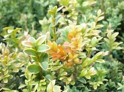TOPBUXUS GROW 5kg Voor 100m2 Buxus, Geen Gele Blaadjes -Gardena Winkel 1200x900 44
