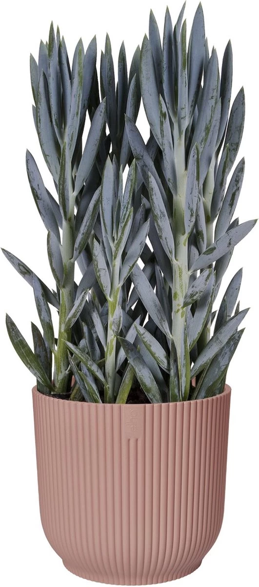 Elho Vibes Fold Rond 25 - Bloempot Voor Binnen - Ø 25.0 X H 23.0 Cm - Delicaat Roze 2 Elho Vibes Fold Rond 25 - Bloempot Voor Binnen - Ø 25.0 X H 23.0 Cm - Delicaat Roze - Afbeelding 2