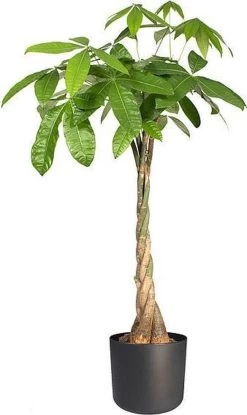 Elho B.for Soft Rond 30 - Bloempot Voor Binnen - Ø 29.5 X H 27.6 Cm - Antraciet -Gardena Winkel 714x1200