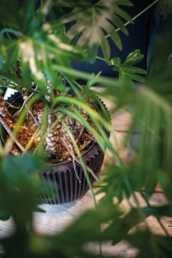 Capi Europe - Vaas Elegant Laag Groove NL - 46x58 - Goud - Voor Binnen En Buiten - KGVGB783 -Gardena Winkel 799x1200 31