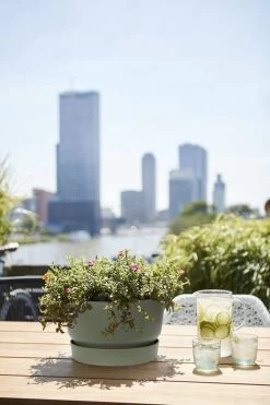 Elho Greenville Schaal 33 - Bloempot Voor Buiten - Ø 32.5 X H 19.4 Cm - Groen/Blad Groen -Gardena Winkel 800x1200 78