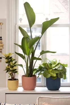 Elho Vibes Fold Rond 25 - Bloempot Voor Binnen - Ø 25.0 X H 23.0 Cm - Delicaat Roze 11 Elho Vibes Fold Rond 25 - Bloempot Voor Binnen - Ø 25.0 X H 23.0 Cm - Delicaat Roze -Gardena Winkel 800x1200 80