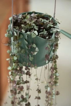 Elho B.for Swing 18 Hangpot - Bloempot Voor Binnen - Ø 18.0 X H 16.5 Cm - Groen/Blad Groen -Gardena Winkel 800x1200 90