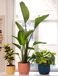 Elho Vibes Fold Rond 25 - Bloempot Voor Binnen - Ø 25.0 X H 23.0 Cm - Delicaat Roze 15 Elho Vibes Fold Rond 25 - Bloempot Voor Binnen - Ø 25.0 X H 23.0 Cm - Delicaat Roze -Gardena Winkel 911x1200 1