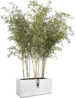 Elho Vivo Structure Finish Lang 90 - Plantenbak Voor Binnen & Buiten - Ø 88 X H 41 - Wit -Gardena Winkel 931x1200 1
